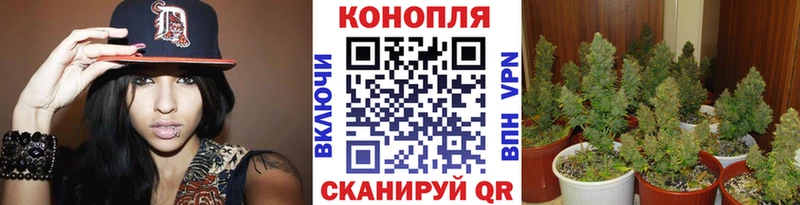 МАРИХУАНА гибрид  Талдом 